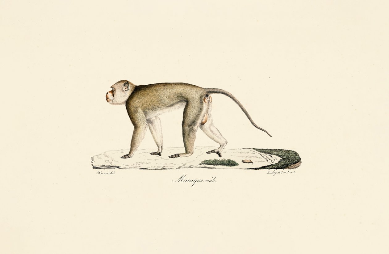  autorstwa Jacques Christophe Werner