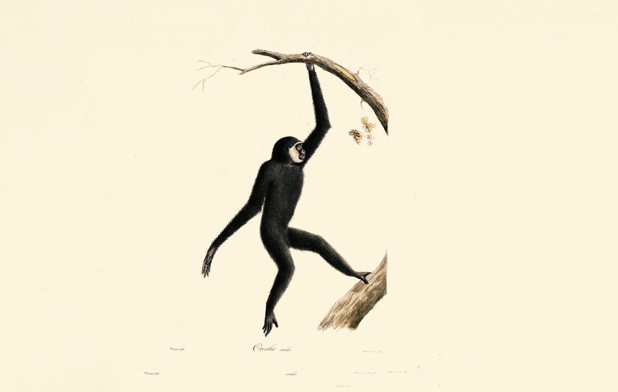 Mężczyzna Siamang autorstwa Jacques Christophe Werner