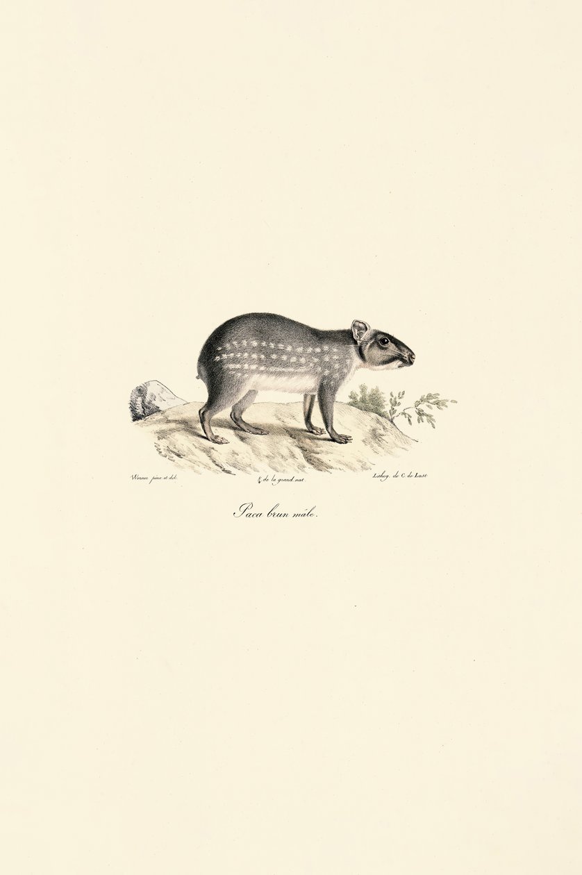  autorstwa Jacques Christophe Werner