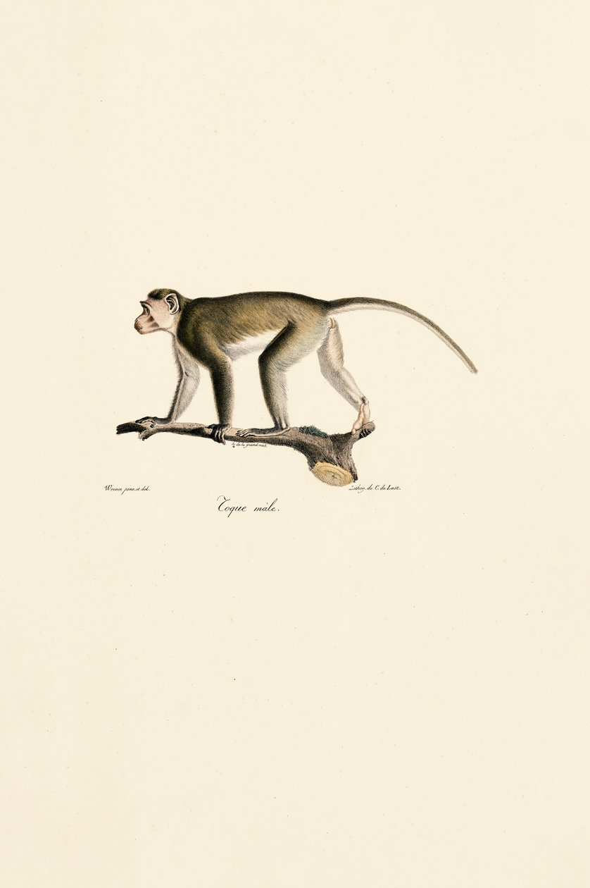  autorstwa Jacques Christophe Werner