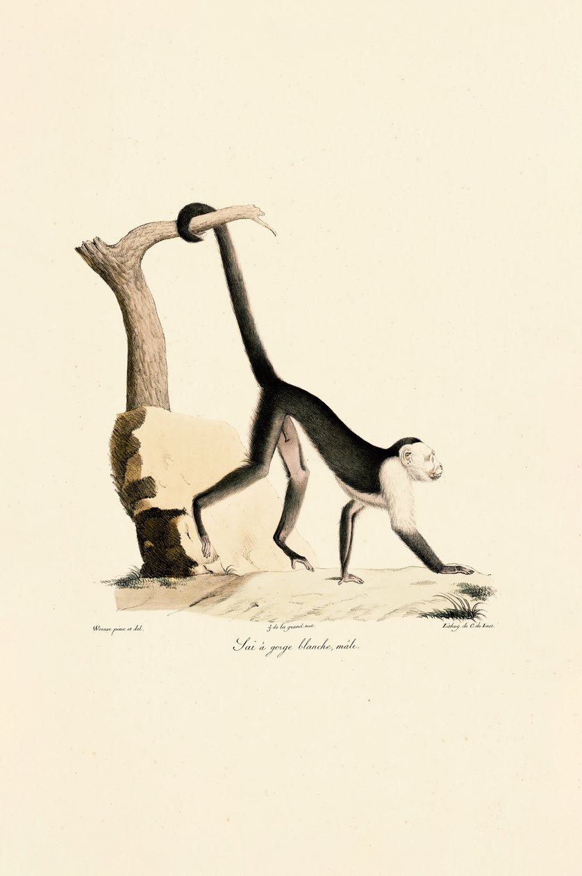  autorstwa Jacques Christophe Werner
