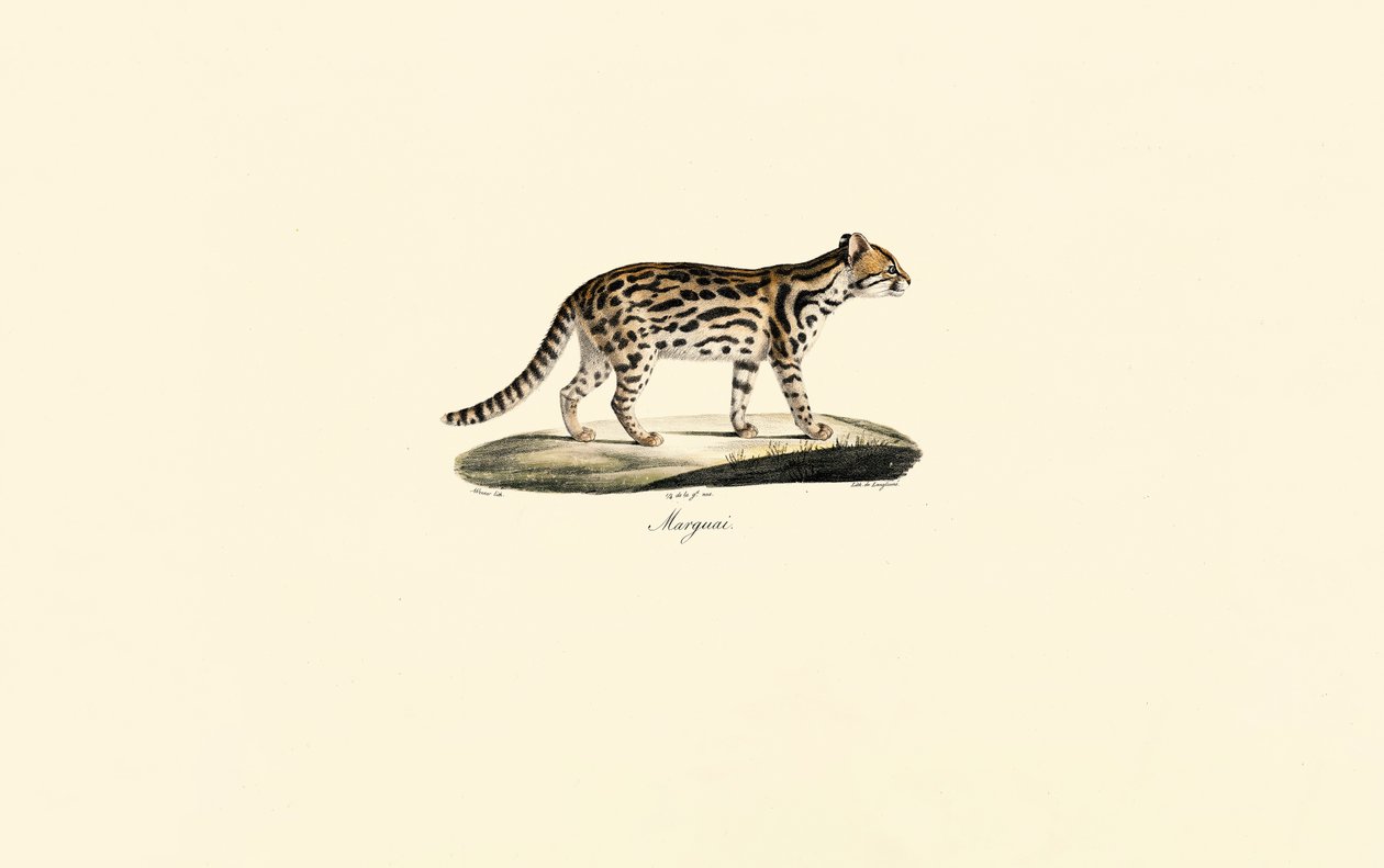 Margay autorstwa Jacques Christophe Werner