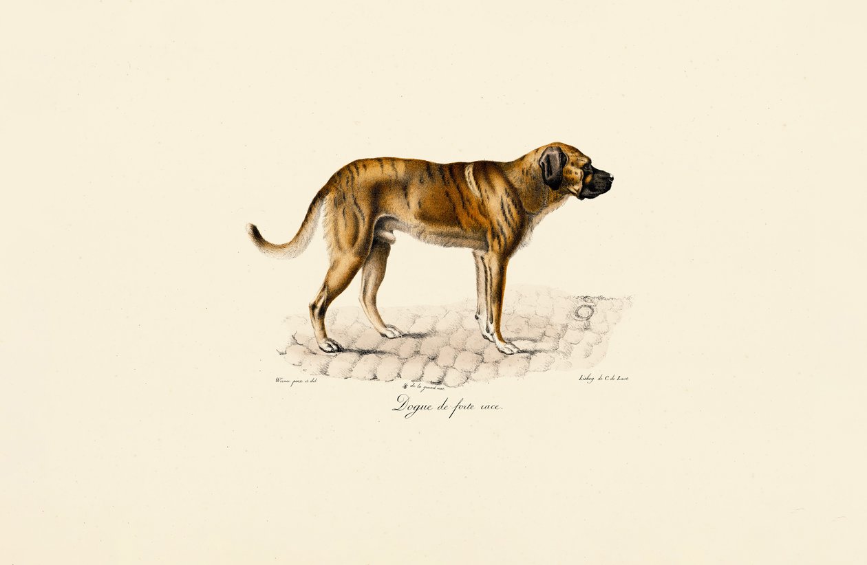 Mastiff autorstwa Jacques Christophe Werner