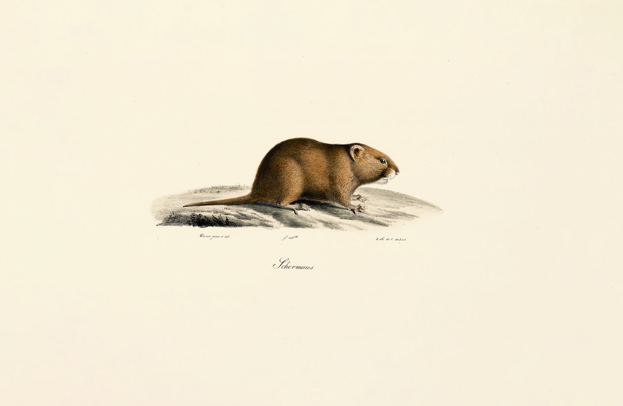 Nornik zwyczajny (Sichermous) autorstwa Jacques Christophe Werner