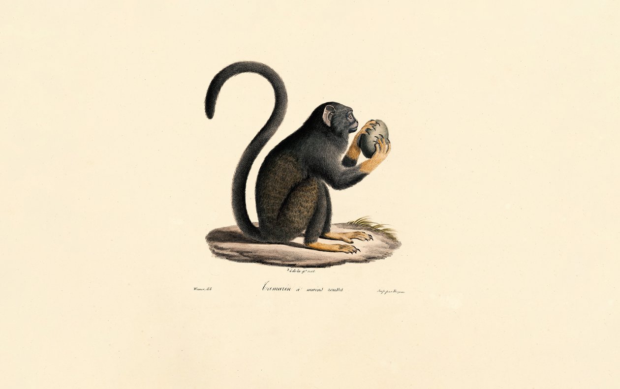  autorstwa Jacques Christophe Werner