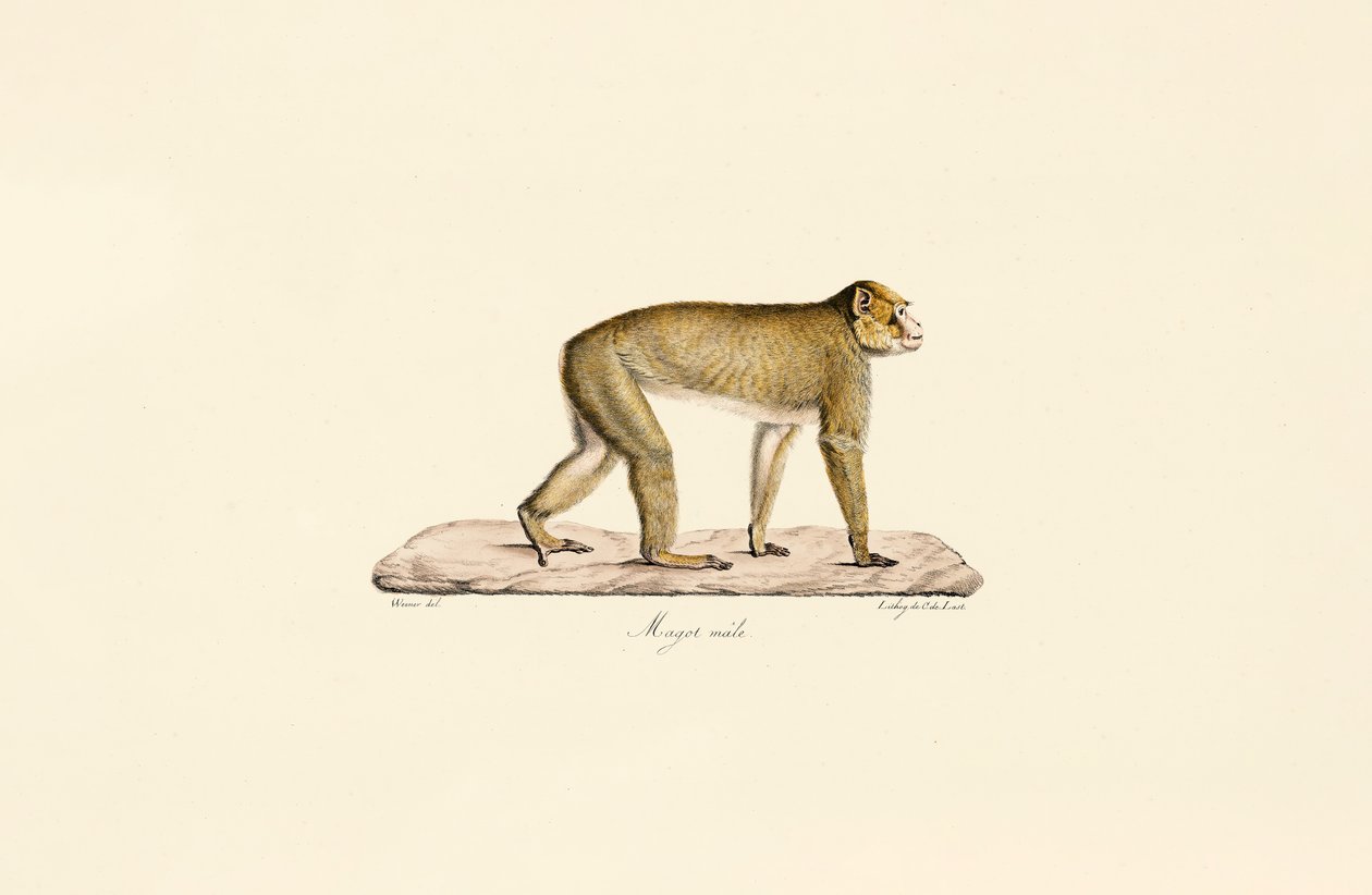  autorstwa Jacques Christophe Werner