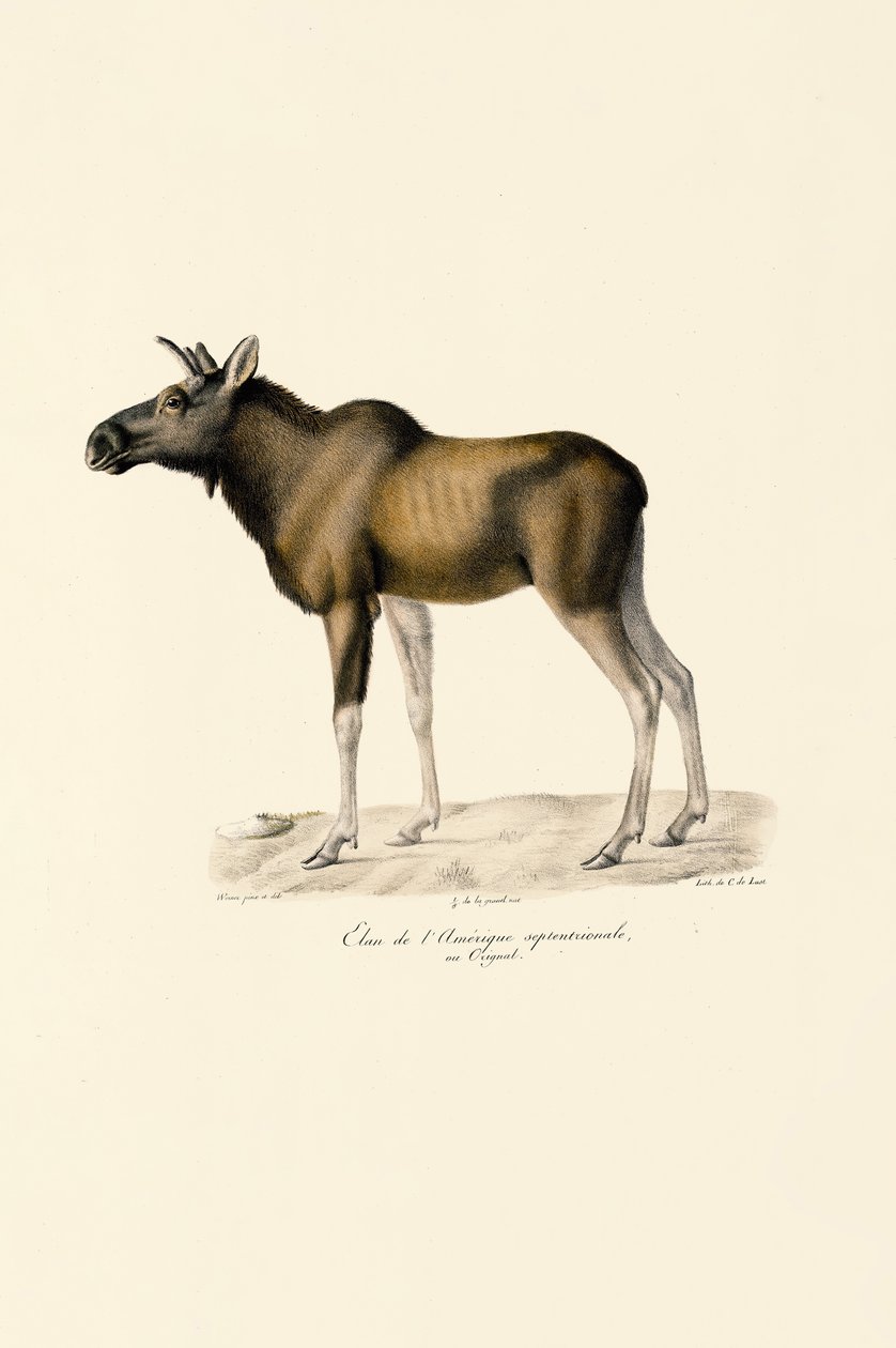  autorstwa Jacques Christophe Werner