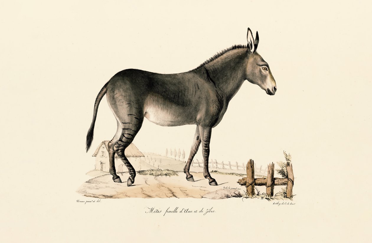  autorstwa Jacques Christophe Werner