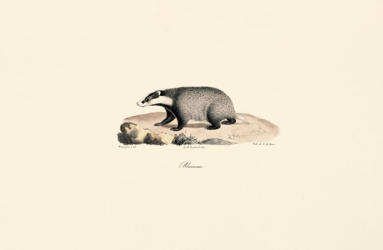 Pies nowofundland autorstwa Jacques Christophe Werner