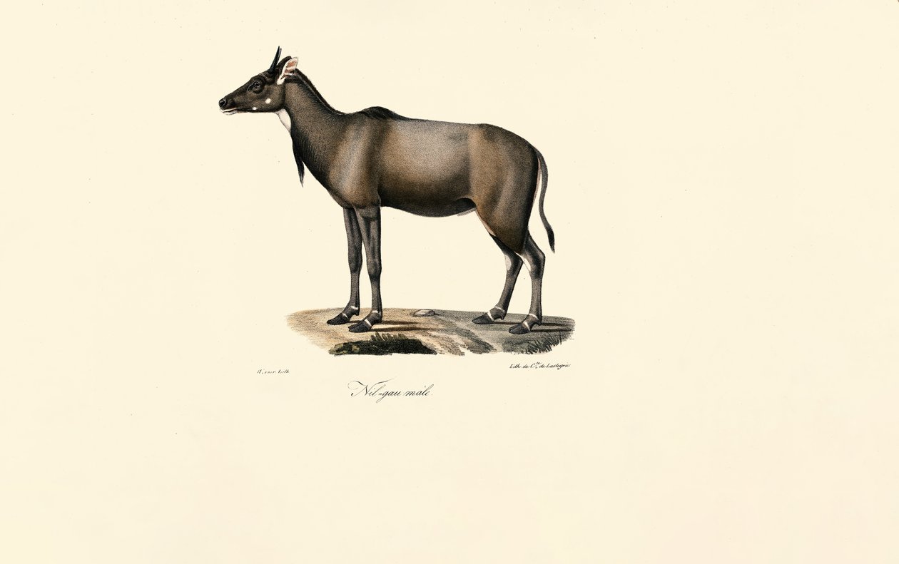 Antylopa Nilgai (Nilgai, samiec) autorstwa Jacques Christophe Werner
