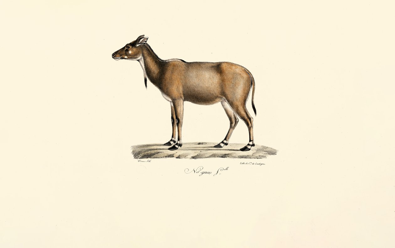 Antylopa Nilgai autorstwa Jacques Christophe Werner