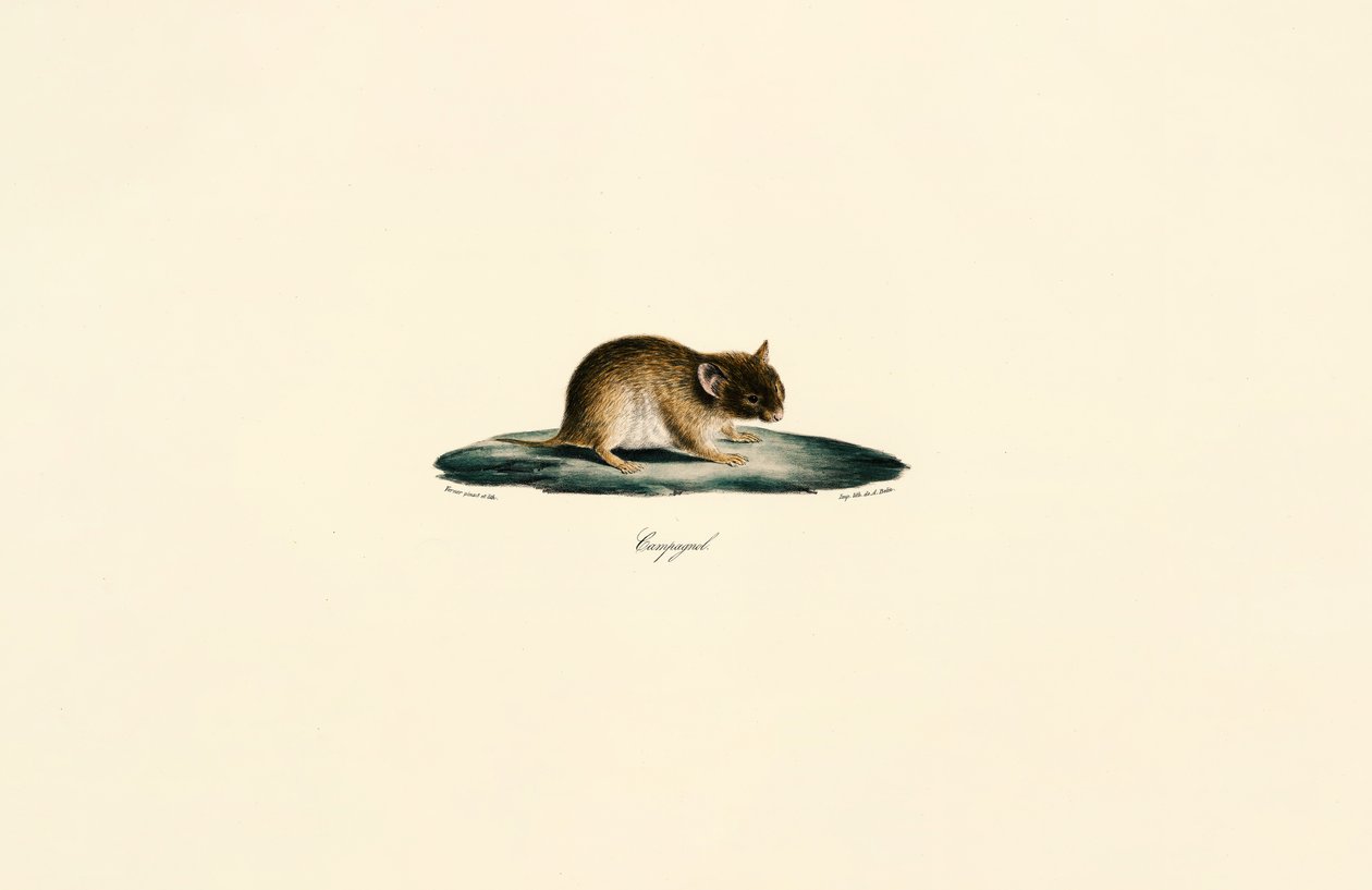 Gerbil północnoafrykański autorstwa Jacques Christophe Werner