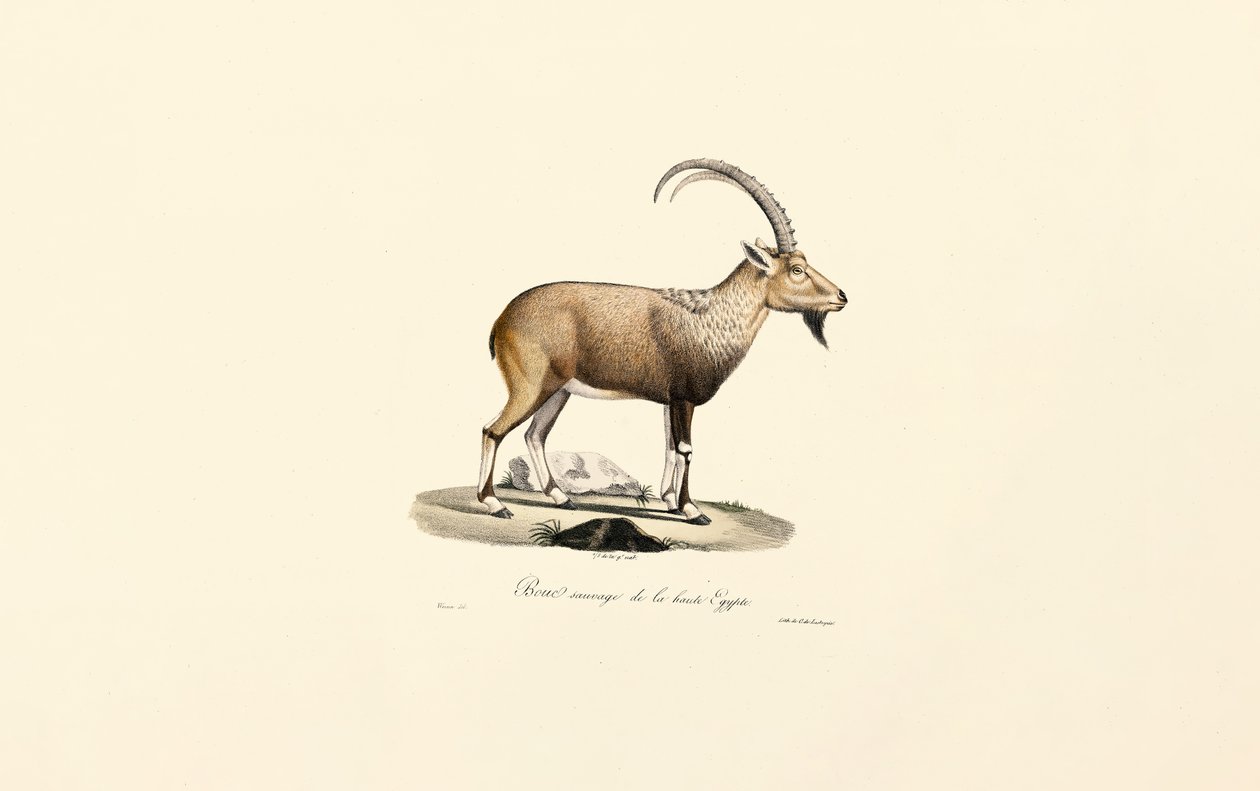 Nubian Ibex autorstwa Jacques Christophe Werner