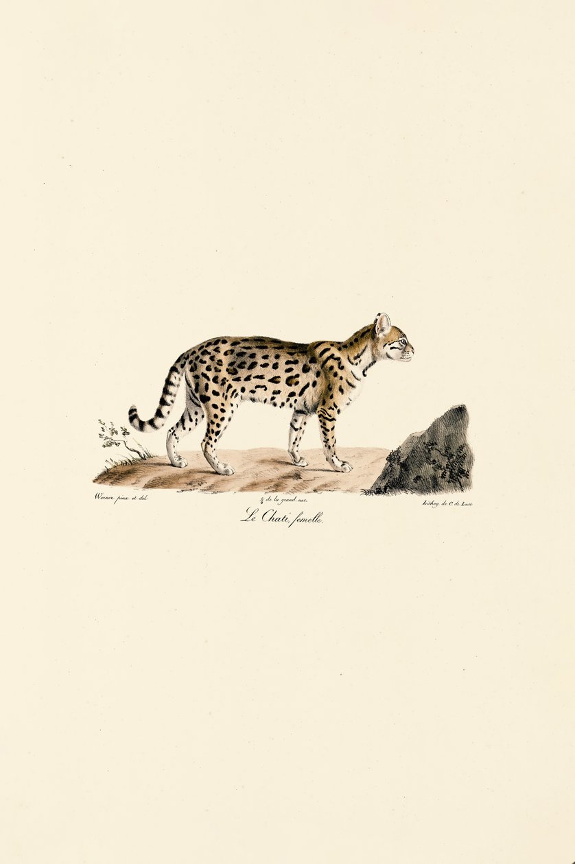 Ocelot, samica autorstwa Jacques Christophe Werner