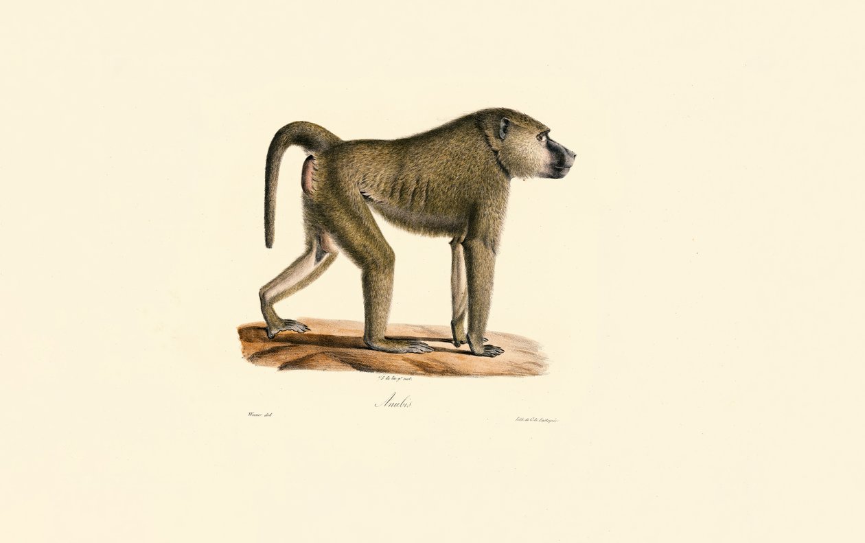 Pawian oliwkowy autorstwa Jacques Christophe Werner