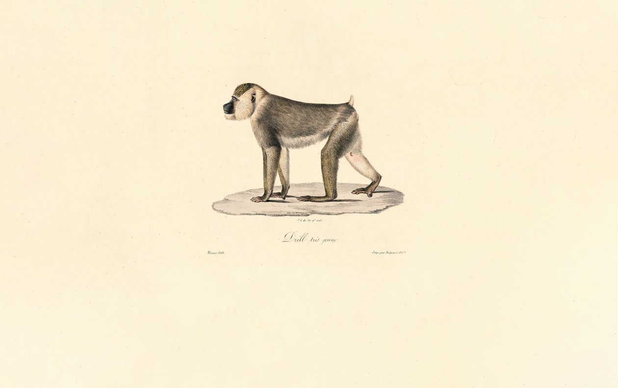 Pawian oliwkowy autorstwa Jacques Christophe Werner