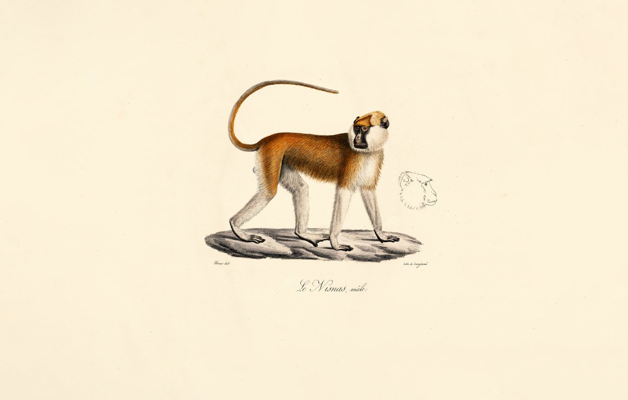  autorstwa Jacques Christophe Werner