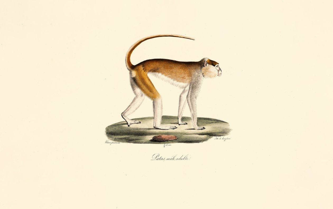 Małpa Patas (dorosły samiec Patas) autorstwa Jacques Christophe Werner