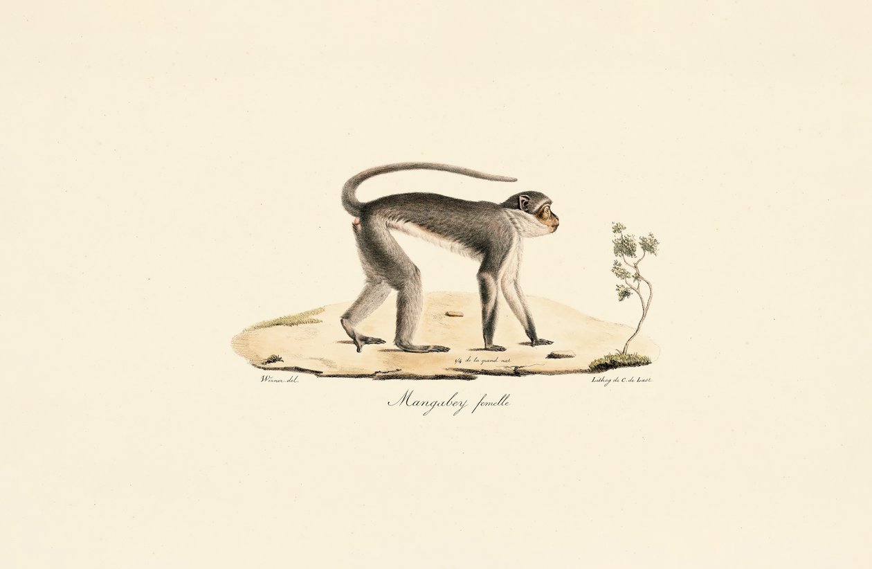  autorstwa Jacques Christophe Werner