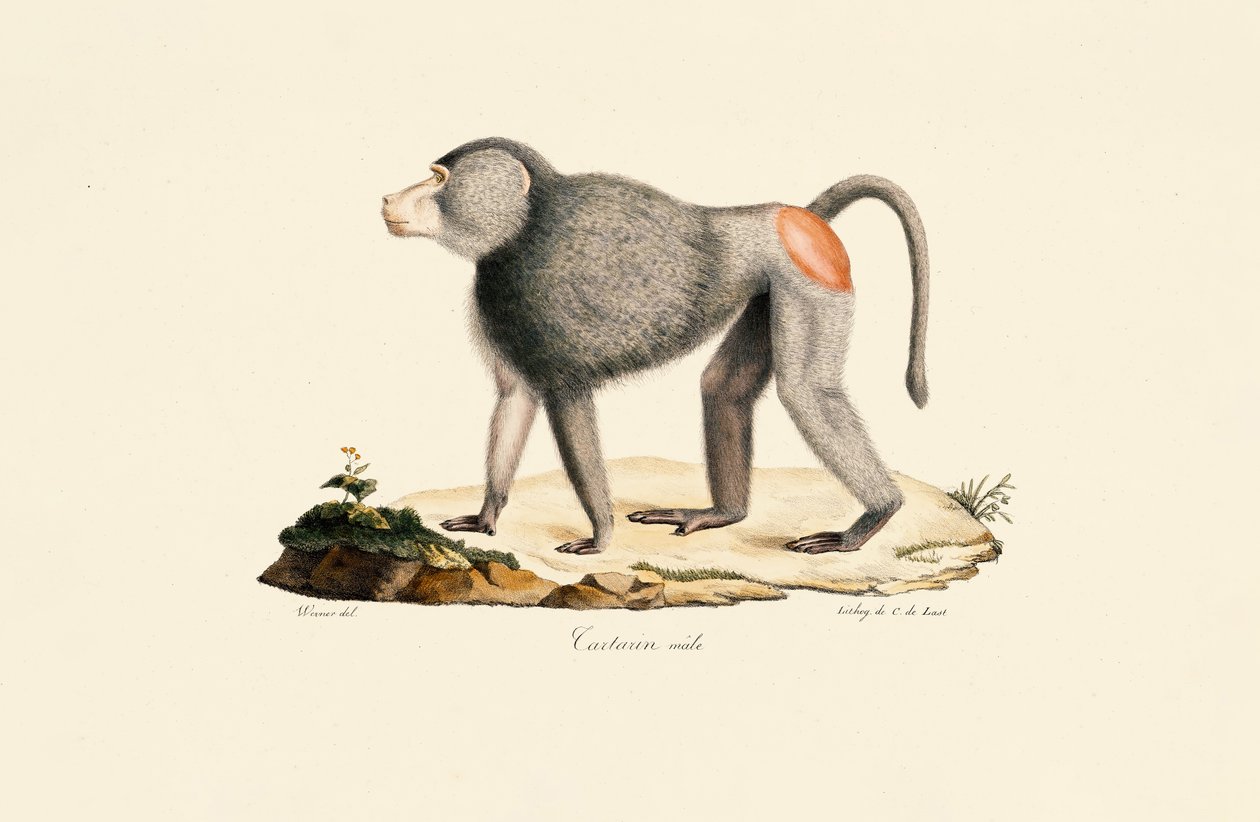 Małpie łapy autorstwa Jacques Christophe Werner