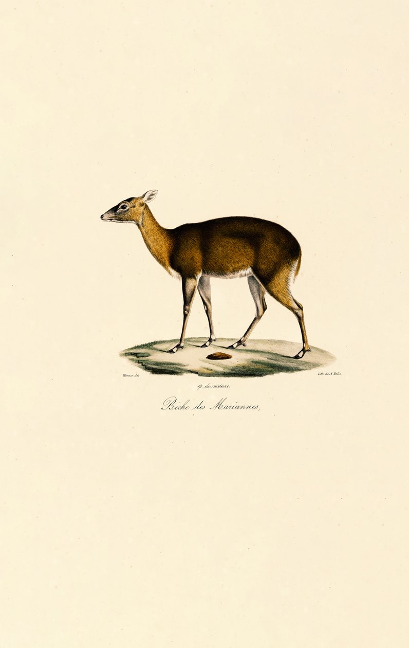 Filipiński jeleń plamisty (Visayan Spotted Deer) autorstwa Jacques Christophe Werner