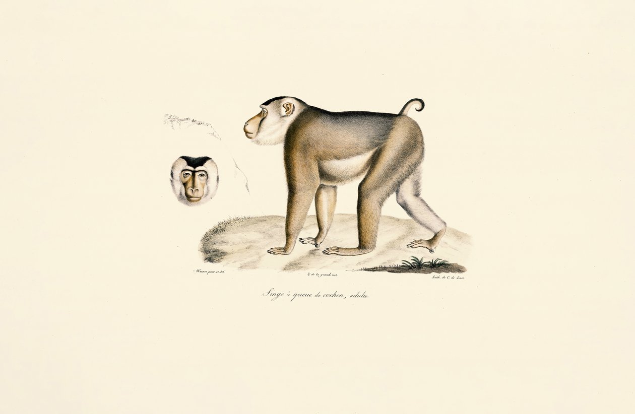 Makak świńsko-ogonowy (dorosły) autorstwa Jacques Christophe Werner