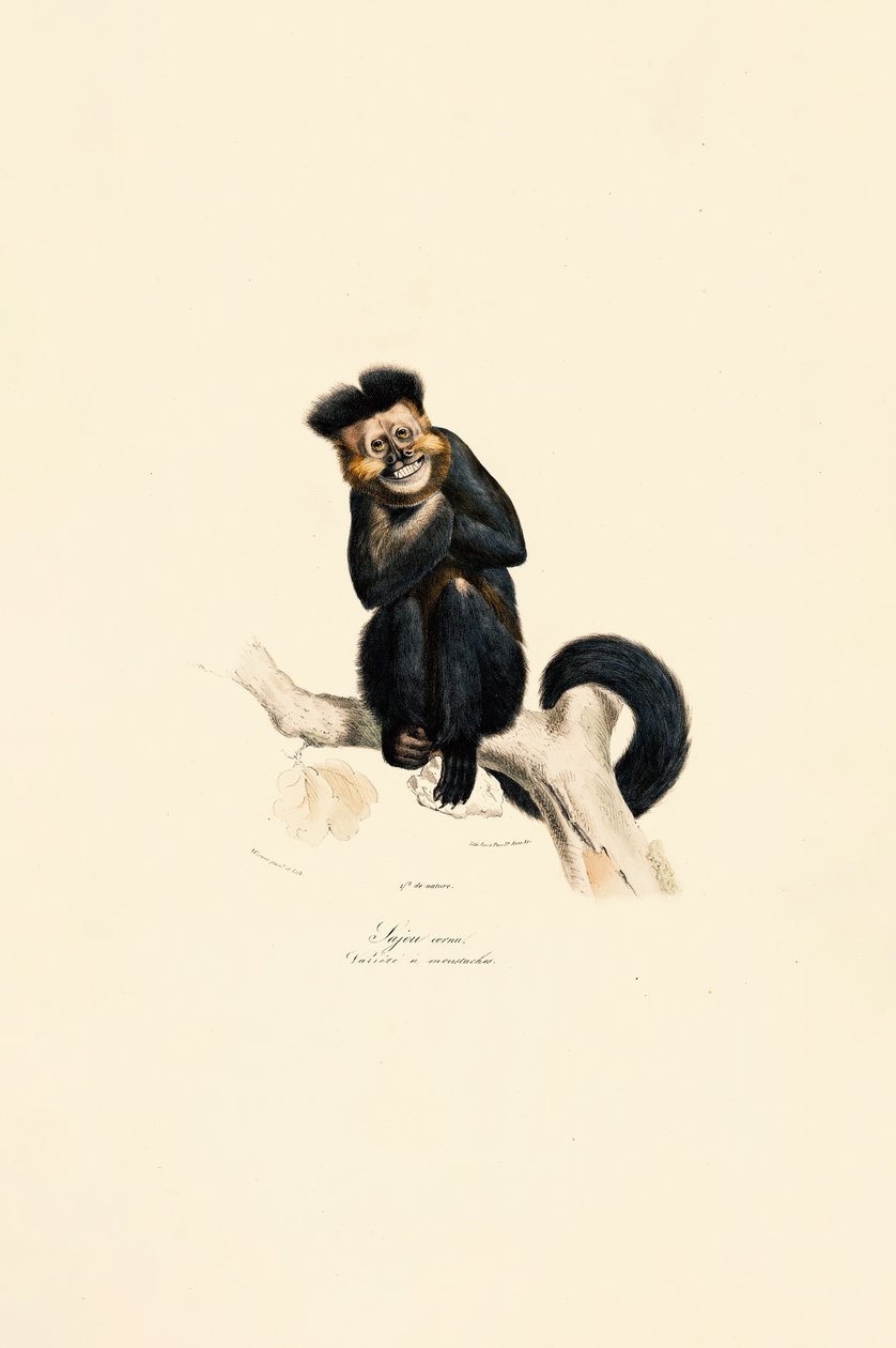  autorstwa Jacques Christophe Werner