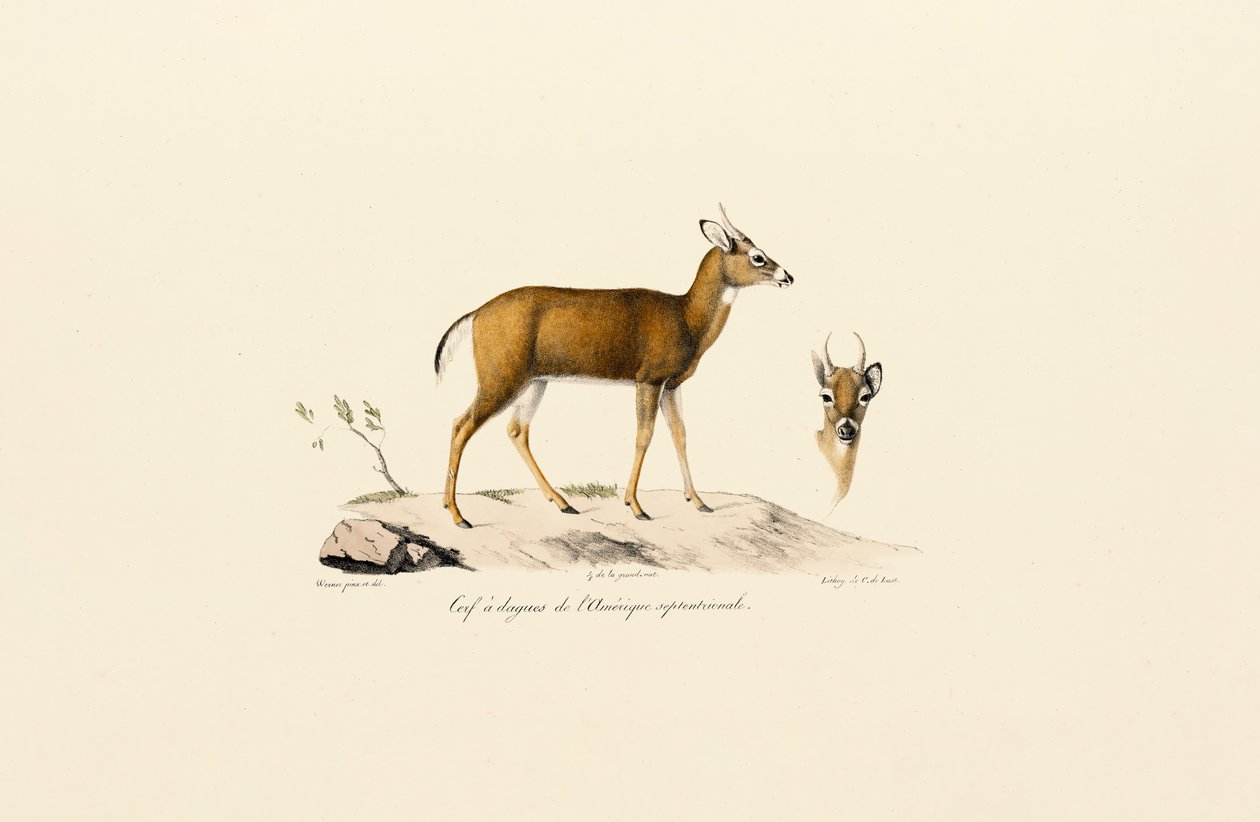 Antylopa Pronghorn autorstwa Jacques Christophe Werner