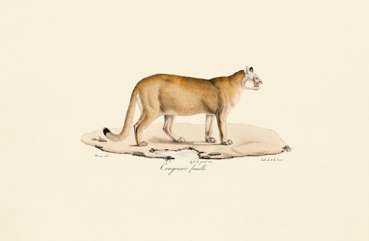 Puma, samica autorstwa Jacques Christophe Werner