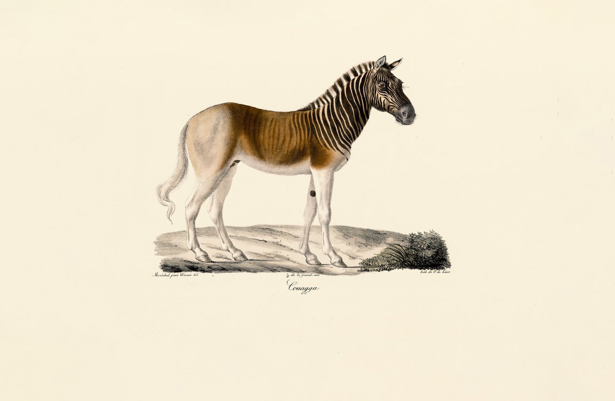 Quagga autorstwa Jacques Christophe Werner