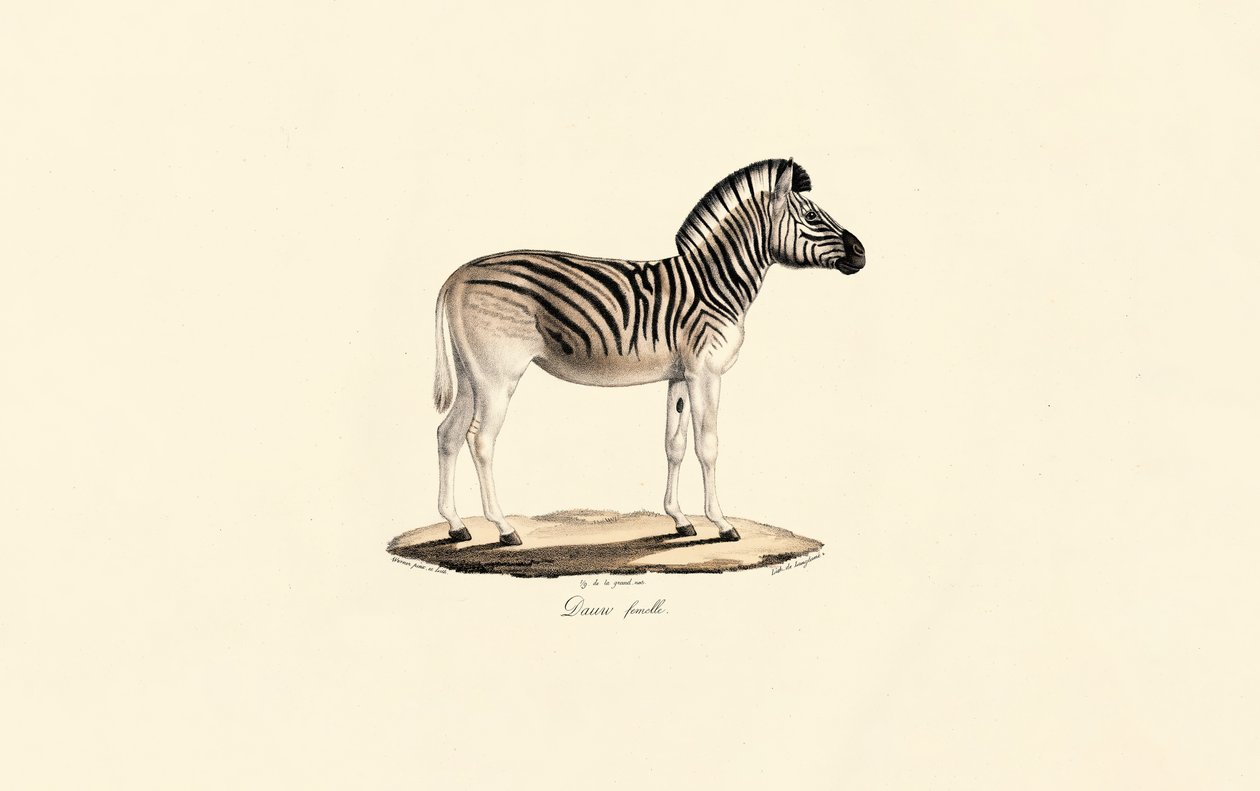 Quagga, samica autorstwa Jacques Christophe Werner