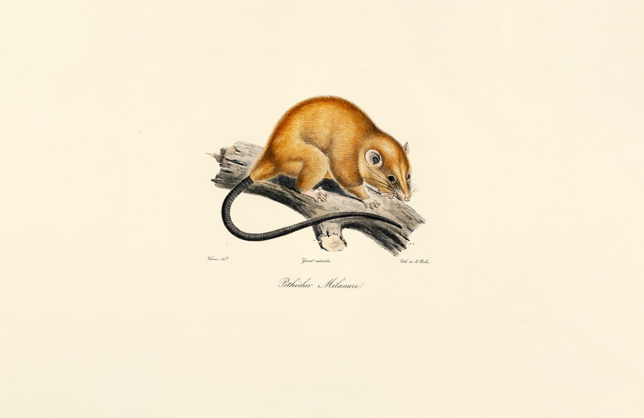Wiewiórka czerwonobrzucha (Pithécidie Mélanure) autorstwa Jacques Christophe Werner