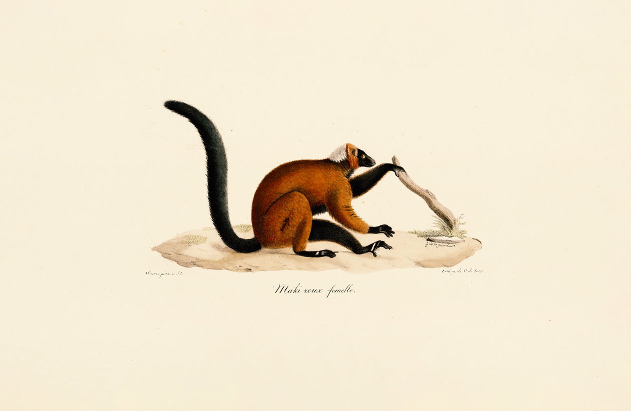 Lemur czerwonolicy autorstwa Jacques Christophe Werner