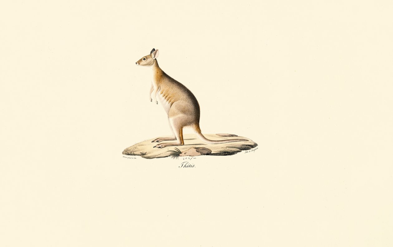 Pademelon z czerwoną szyją autorstwa Jacques Christophe Werner