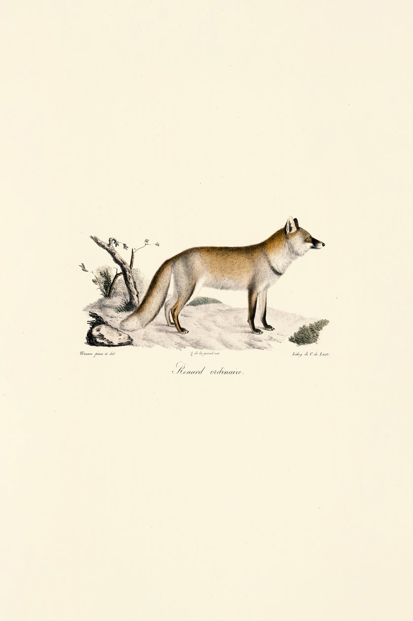 Lis pospolity (Vulpes vulpes) autorstwa Jacques Christophe Werner