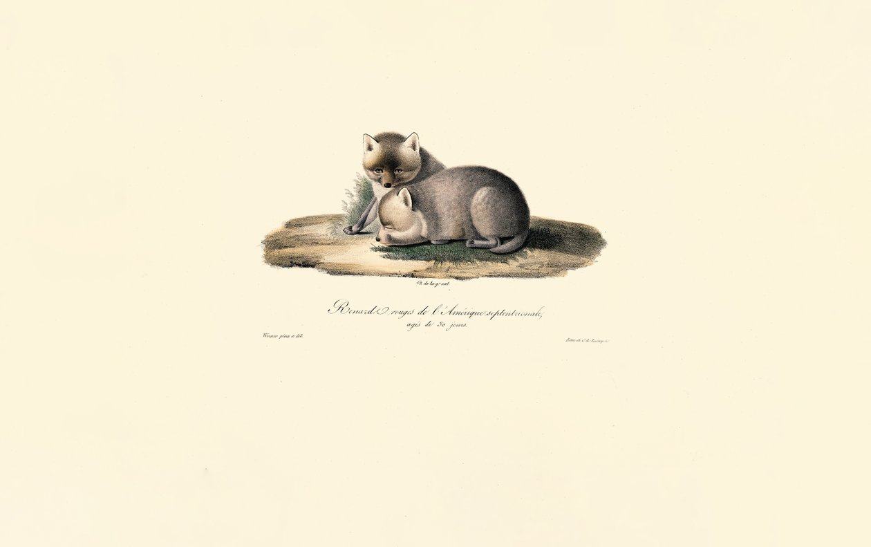  autorstwa Jacques Christophe Werner