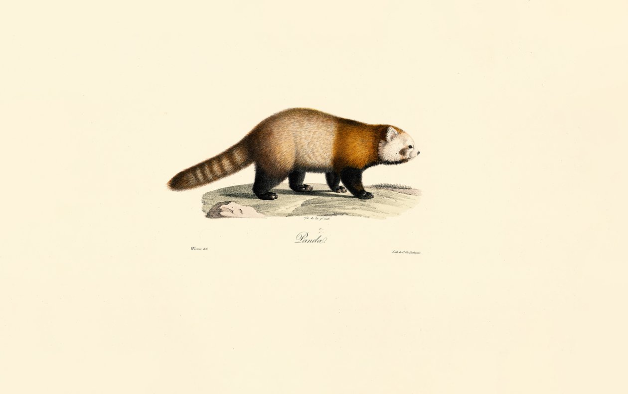 Panda czerwona (Ailurus fulgens) autorstwa Jacques Christophe Werner
