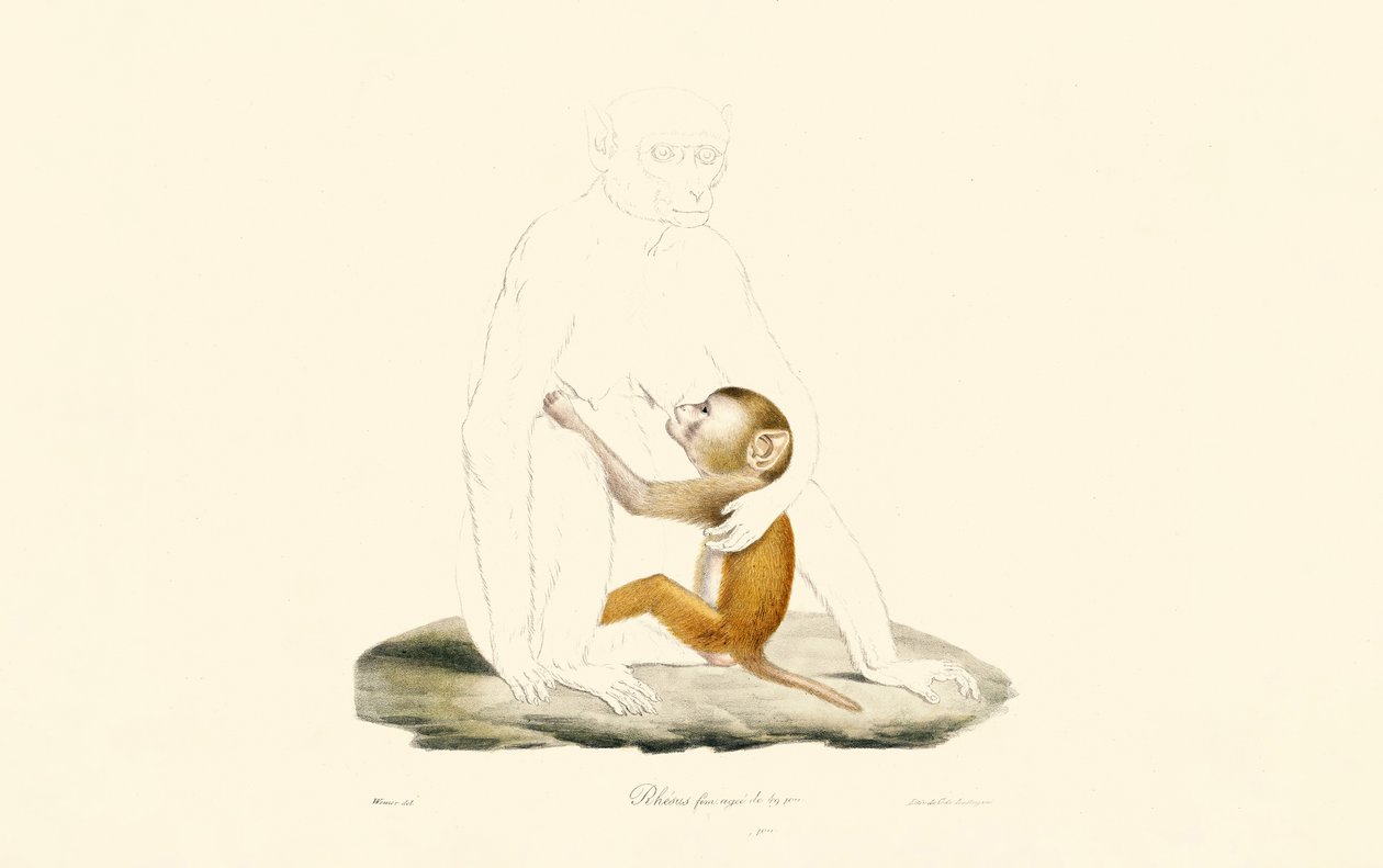Niemowlę makaka rezus autorstwa Jacques Christophe Werner