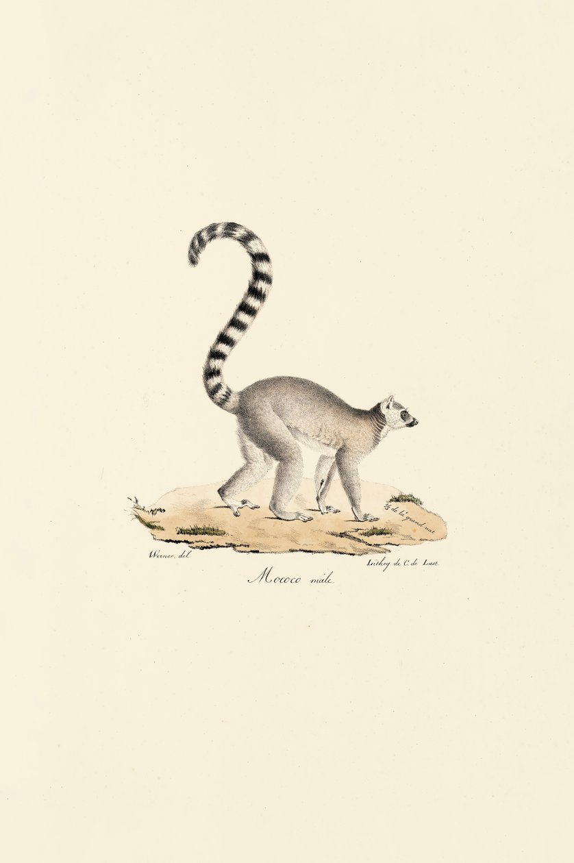  autorstwa Jacques Christophe Werner