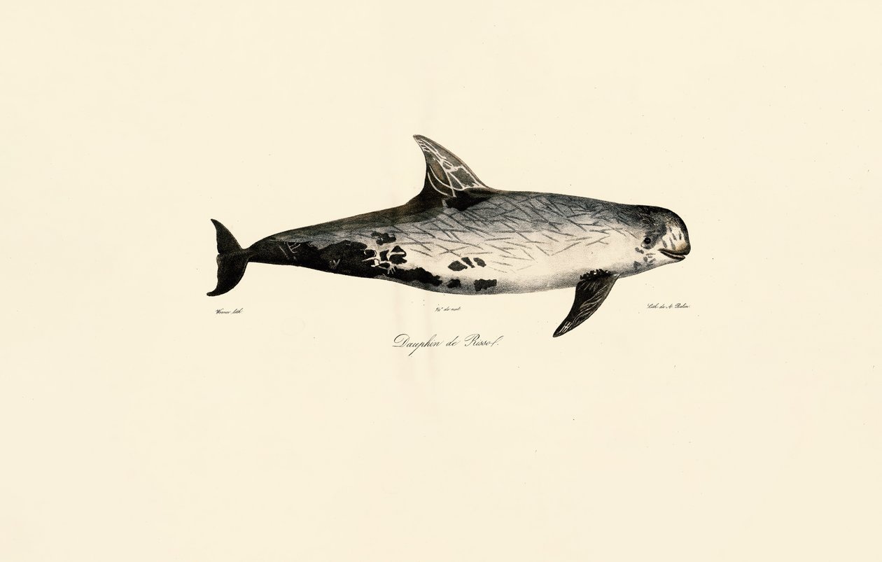 Delfin Risso autorstwa Jacques Christophe Werner
