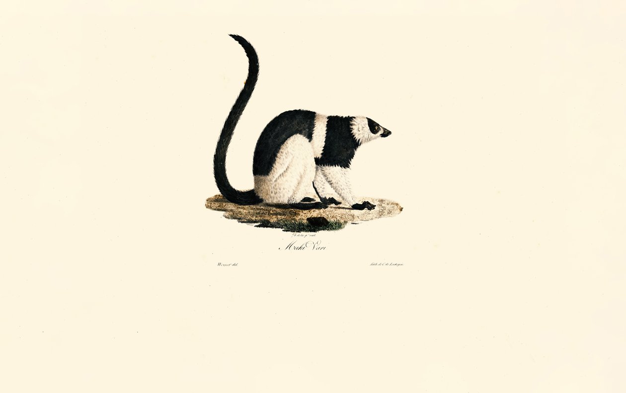 Lemur karłowaty autorstwa Jacques Christophe Werner
