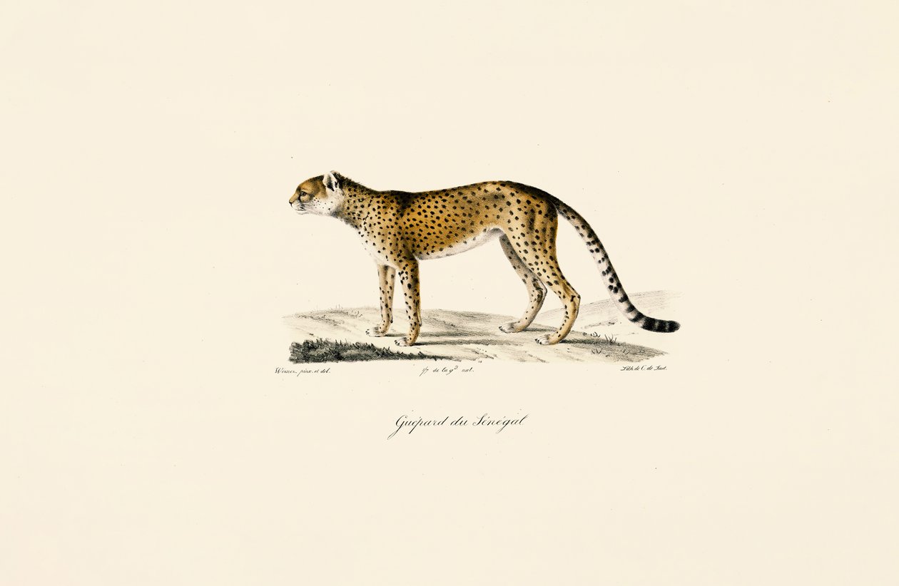 Senegal Gepard autorstwa Jacques Christophe Werner