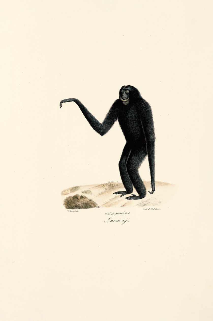  autorstwa Jacques Christophe Werner
