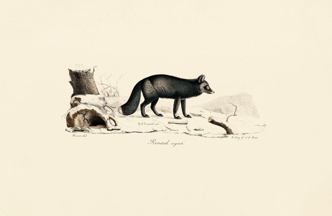 Silver Fox autorstwa Jacques Christophe Werner