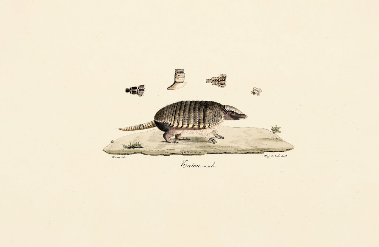 Pancernik sześciopasmowy (samiec) autorstwa Jacques Christophe Werner