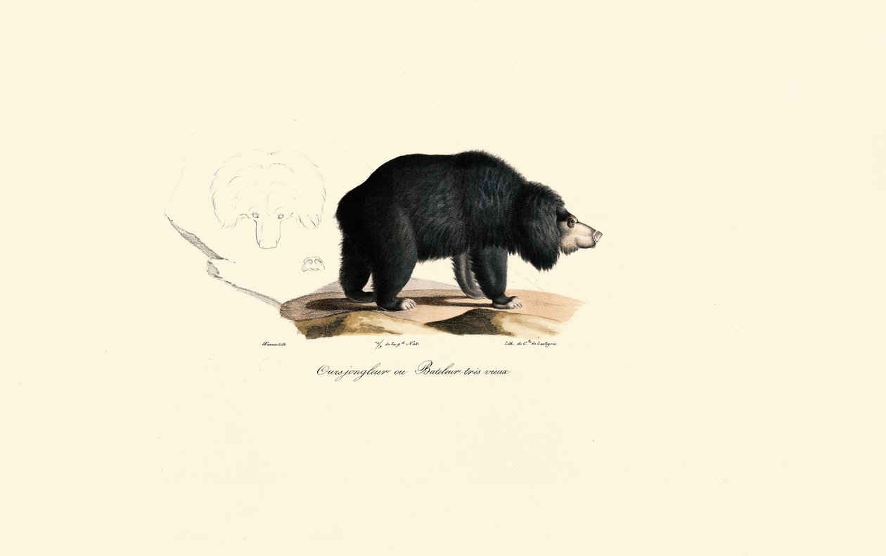 Niedźwiedź leniwiec (Stary niedźwiedź kuglarz) autorstwa Jacques Christophe Werner