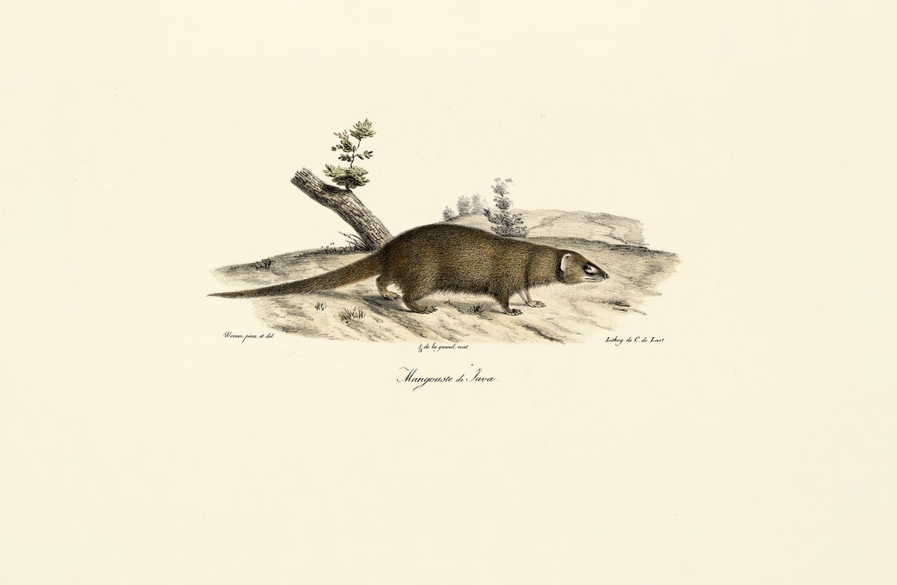  autorstwa Jacques Christophe Werner