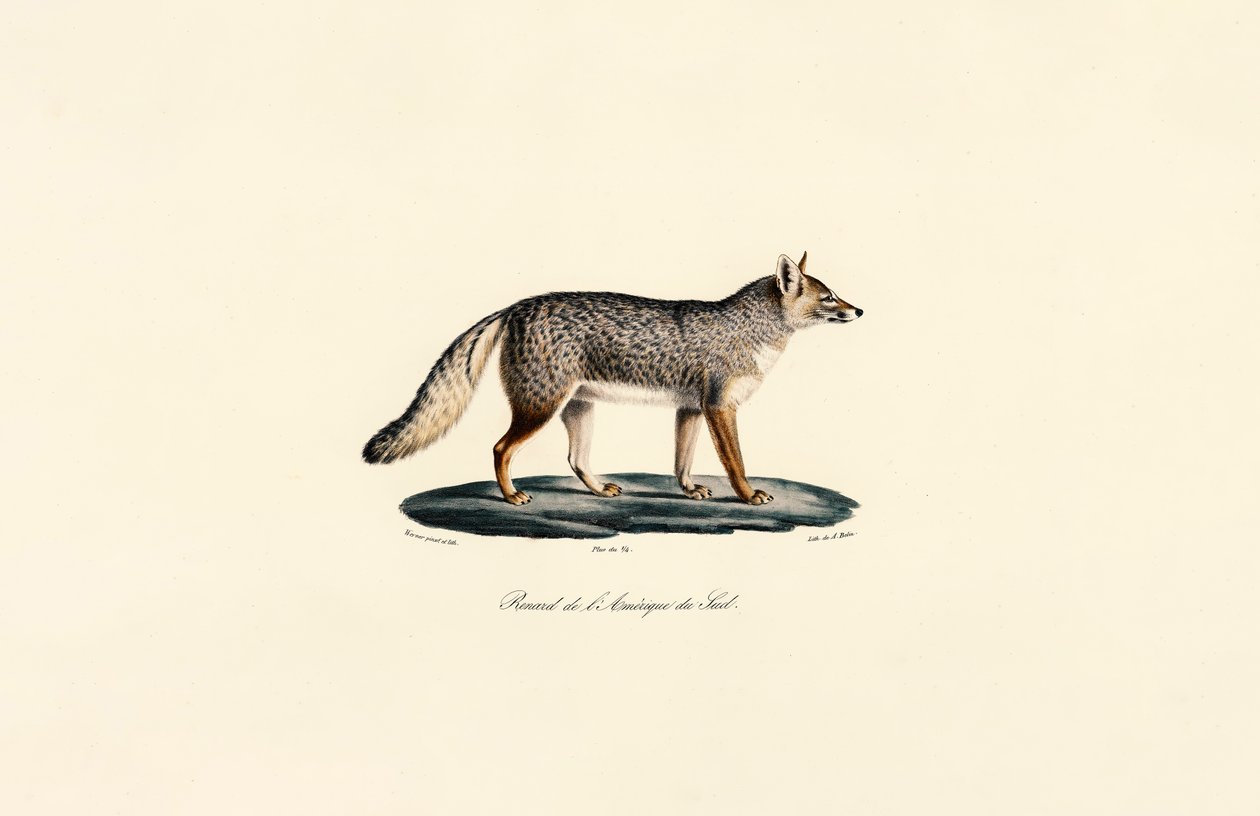 Lis południowoamerykański autorstwa Jacques Christophe Werner