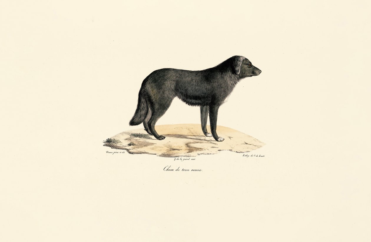 Skunks południowoamerykański autorstwa Jacques Christophe Werner