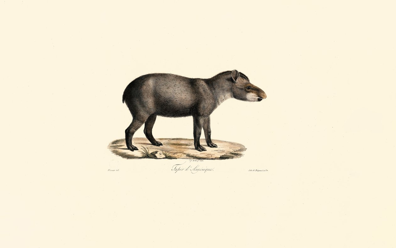 Tapir południowoamerykański autorstwa Jacques Christophe Werner